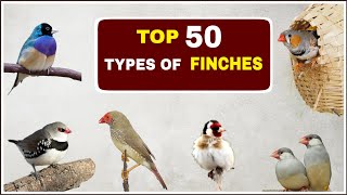 Top 50 Types of Finches  Finches and Names [upl. by Anirol]