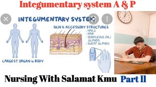 integumentary system Anatomy and physiology Part ll for nursing and medical students in pashto [upl. by Yong]