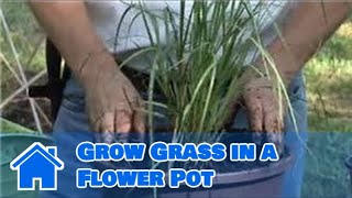 Container Gardening  How to Grow Grass in a Flower Pot [upl. by Lybis]