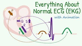 From Basics of 12 Lead ECG to How Waves are Produced Everything about Normal Electrocardiogram [upl. by Llemrej]