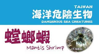 海底映像精選 海洋危險生物『螳螂蝦 Mantis Shrimp』 [upl. by Waller]