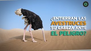 ¿Entierran las avestruces su cabeza ante el peligro [upl. by Llerral]