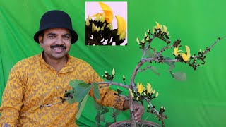 How to grow palash flower plant butea monosperma in container Part 1 [upl. by Nnel]