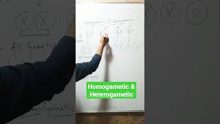 Homogametic amp Heterogametic [upl. by Autumn]