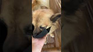 Nag mask c meloy puppy doglover trending cutepet pet ytviral [upl. by Nosnirb798]