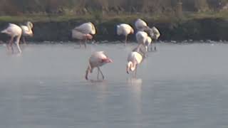 20241109 Krajinski park SEČOVELJSKE SOLINE PHOENICOPTERIDAE Phoenicopterus ruber PLAMENEC [upl. by Marisa]