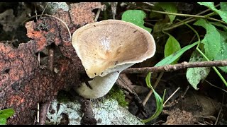 Polyporus tuberaster June 27 2024 [upl. by Artapoelc]