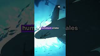 What Do You Think About Whales viralvideo facts animalcuriosities animalfacts wildlife [upl. by Bolen]