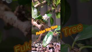 Fukien Tea Tree Carmona [upl. by Kushner]