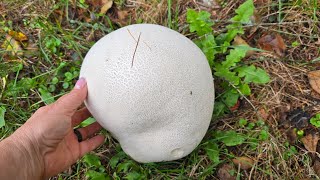 Czasznica olbrzymia Calvatia gigantea to gigantyczny grzyb o kulistym kształcie [upl. by Amoakuh]