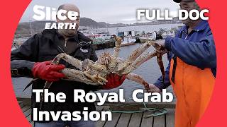 Invasive Royal Crab How This Species is Taking Over Northern Seas  SLICE EARTH  FULL DOCUMENTARY [upl. by Ophelia]