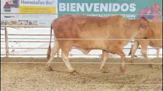 Lote Nro 46 [upl. by Ynnal]