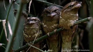 Philippine Frogmouth  Birds of the Philippines [upl. by Acemahs784]