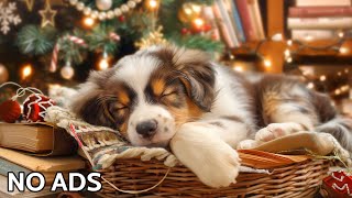 Piano Music to Calm Your Dog 🐶 12 Hours of Dog Music for Anxiety and Stress Relief And Sleep [upl. by Nazay24]