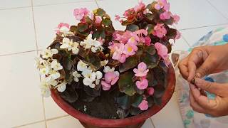 Care of Begonia Plant  How to Grow and Care Begonia Plant  Fun Gardening [upl. by Floris]