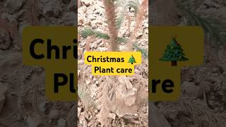 CHRISTMAS 🎄 PLANT CARE Araucaria facts gardening amazingfacts christmas plants subscribe yt [upl. by Mancino]