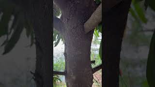 Bark of Diospyros malabarica an indicator of water from Odisha water odisha [upl. by Ecreip]