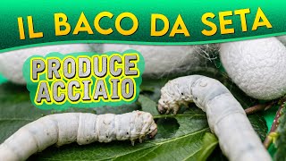 Il Baco da seta produce acciaio ► Puntata 152 [upl. by Brittni983]