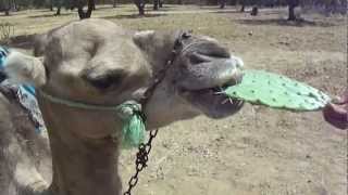 Camel eating cactus [upl. by Cotsen]