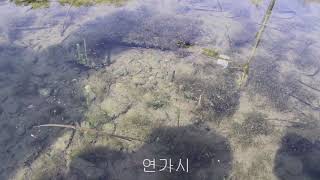 물속생물도감 연가시 학명 Gordius aquaticus Linnaeus 생물학적 분류 jmb방송 [upl. by Assert]