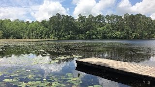 Gordonia Alatamaha State Park [upl. by Babette543]