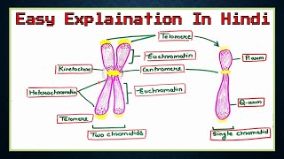 What is Chromosome  Hindi  Types of Chromosomes  Detail Structure Of Chromosome [upl. by Altaf]