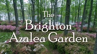 Brighton Azalea Gardens  4K Drone VIdeo  WSSC and Hover Solutions [upl. by Notyrb]