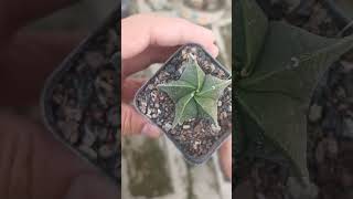 Astrophytum nudum succlents motivation plants apple food car [upl. by Roshan]