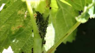 Fourmis  L élevage des pucerons [upl. by Keverne]