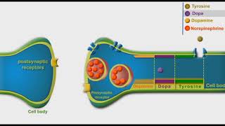 Adrenergic Synthesis And Metabolism animation [upl. by Aryt]