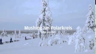 Magie der Polarnacht Abschnitt 10 Mushing am Polarkreis [upl. by Forland]