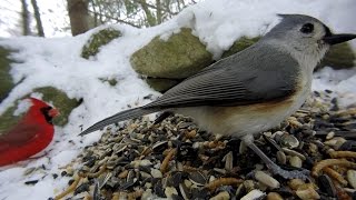 BIRDSTufted Titmouse steals the spotlightagain [upl. by Cathe]