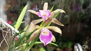 Brassavola tuberculata quotGeneral Osórioquot x Cattleya tigrina coerulea 🌸🌸 [upl. by Eimmelc]