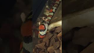 Lampropeltis Mexicana eats pinkie [upl. by Joellen]