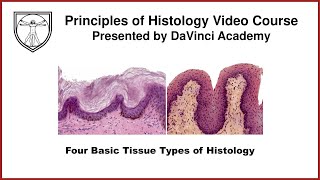 Four Basic Tissue Types of Histology Epithelium 1 of 7 [upl. by Waldman]