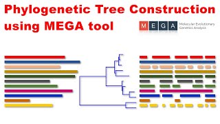 Phylogenetic Tree Construction using MEGA tool [upl. by Olmstead]