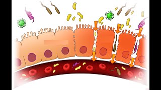 CURA LA PERMEABILIDAD INTESTINAL HACIENDO ESTO Y FRENA EL ENVEJECIMIENTO PREMATURO [upl. by Kania184]