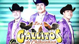 Los Gallitos De Chihuahua  Corridos Con Tololoche Album Completo [upl. by Ettevram]