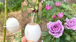 Use eggshells to extract rose branches  Propagate rose branches [upl. by Richlad]