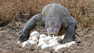 Komodo dragon laying eggs in cave in komodo island indonesia [upl. by Sotos]