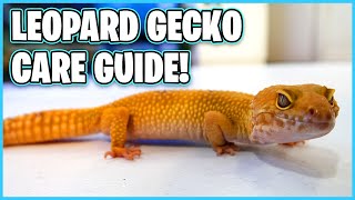 Leopard Gecko Care Guide  How to Care for a Leopard Gecko [upl. by Avon]