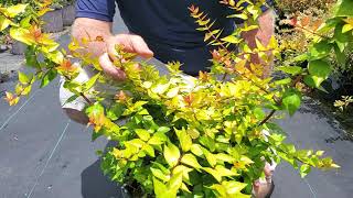 Your Plant Profile Canyon Creek Abelia [upl. by Scevo]