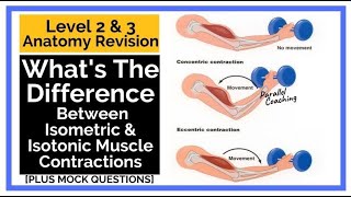 Whats The Difference Between Isometric and Isotonic Muscle Contractions [upl. by Dorri823]