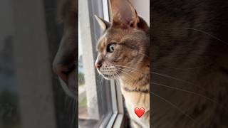 Today we just look out the window👀🥴🥰cutecat [upl. by Hatfield]