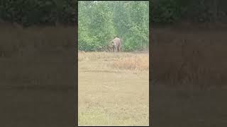 Jungle Sathi Hathi  Elephant [upl. by Dobbins]