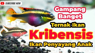 Mengenal Ikan Kribensis Perawatan dan Cara Ternak [upl. by Magree]