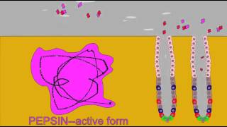 DIGESTIVE ENZMES PEPSINOGEN AND PEPSIN [upl. by Anial]