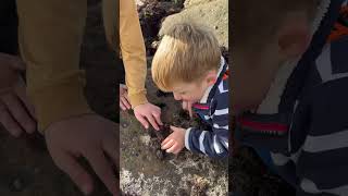 Crabbing  catching crabs  coastal foraging [upl. by Maxfield631]