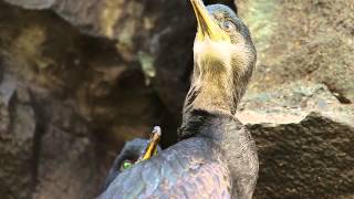 European Shag Phalacrocorax aristotelis [upl. by Eizle]