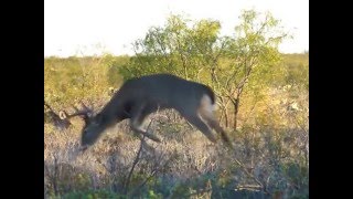 Caceria de Venado 11 puntas con Arco [upl. by Laynad386]